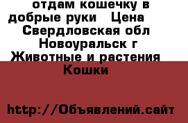 отдам кошечку в добрые руки › Цена ­ 1 - Свердловская обл., Новоуральск г. Животные и растения » Кошки   